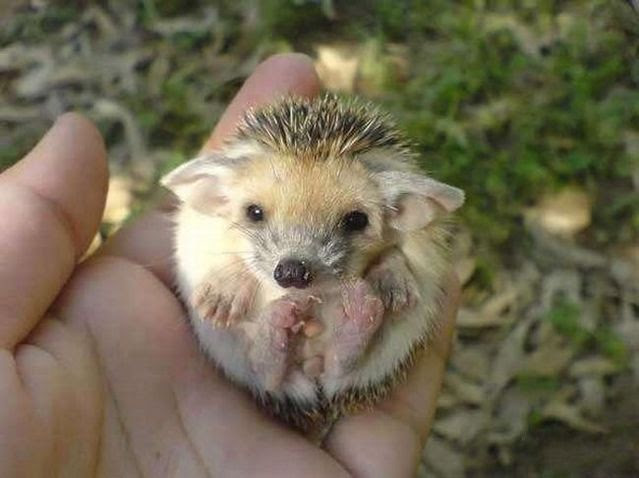 Positive emotion of the day. Little big-eared hedgehog (8 photos)