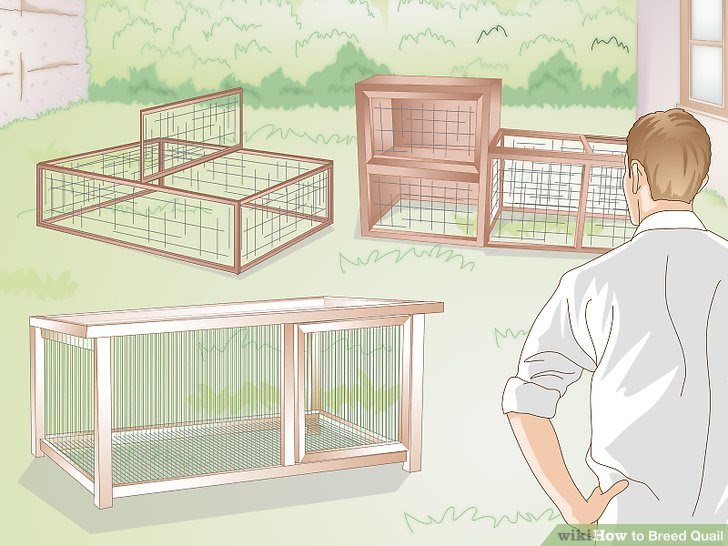 Breed Quail Step 2 Version 2.jpg