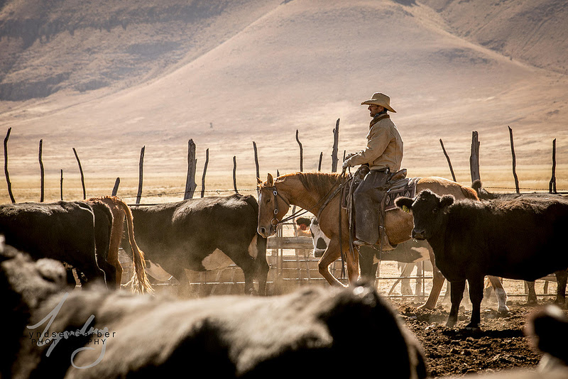 Image result for cowboys and cattle