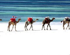 The caravan passes - Die Karawane zieht weiter