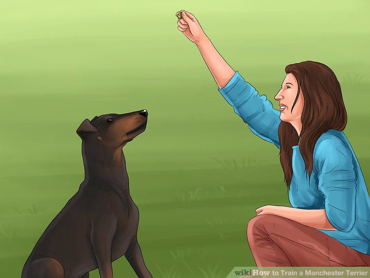 Train a Manchester Terrier Step 7.jpg