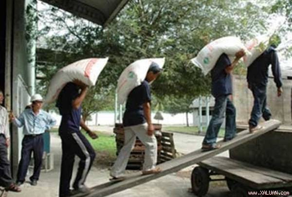 Thủ khoa thành Nam bốc vác kiếm tiền nhập học