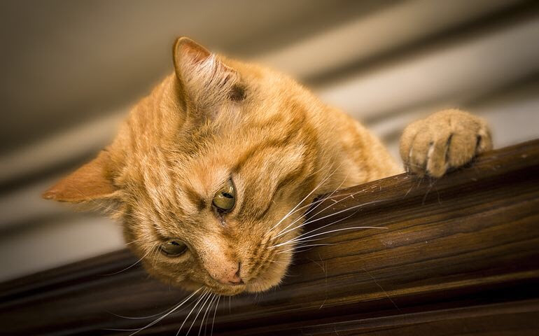 一人暮らしで猫を飼う どうやって猫と出会うか ペットショップ ブリーダー Starfish