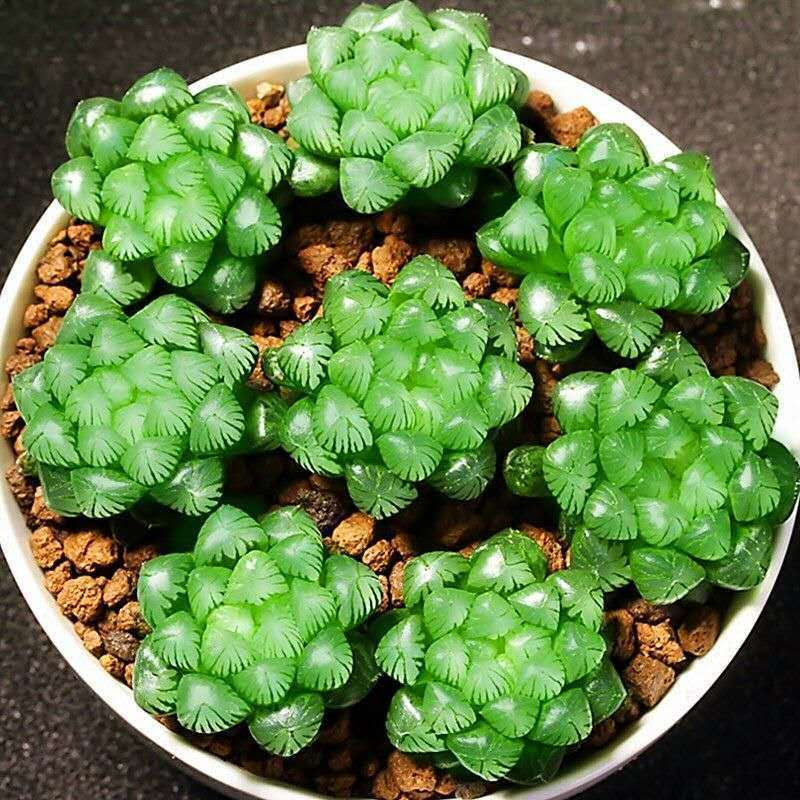多肉植物组合盆栽超萌绿植花卉肉肉室内含盆带土易品报价 参数 图片 视频 怎么样 问答 苏宁易购