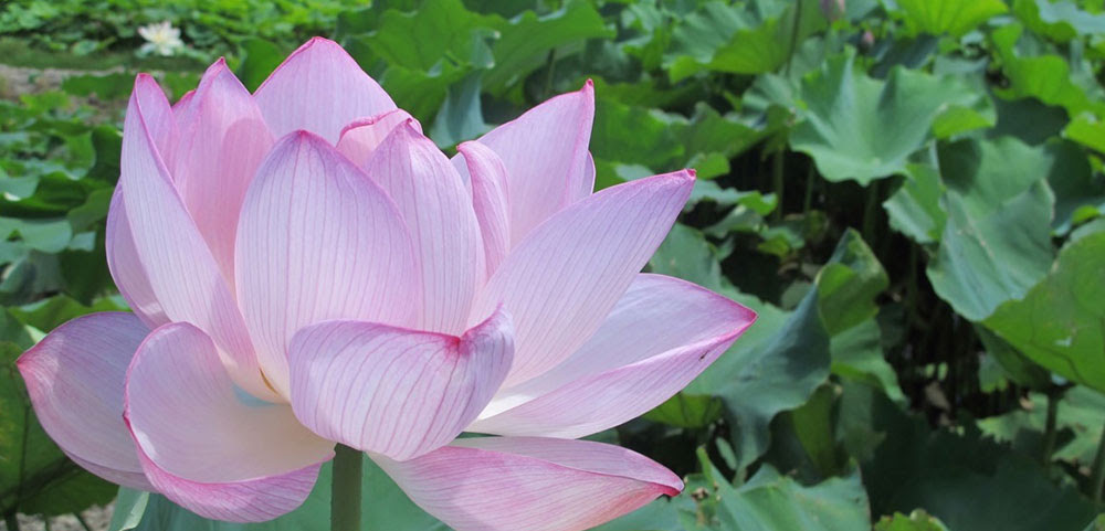 まるで極楽 唐比にハスの花と幻のレンコンを探しにいこう 冒険県 冒険する長崎プロジェクト ワクワクを探しに出かけよう