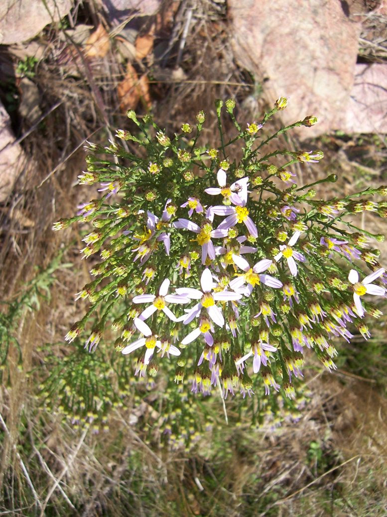 Aster à feuilles de sedum  - aster sedifolius - Photo de fleur
