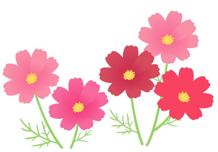 コスモス 秋桜 の花 無料のフリーイラスト素材集