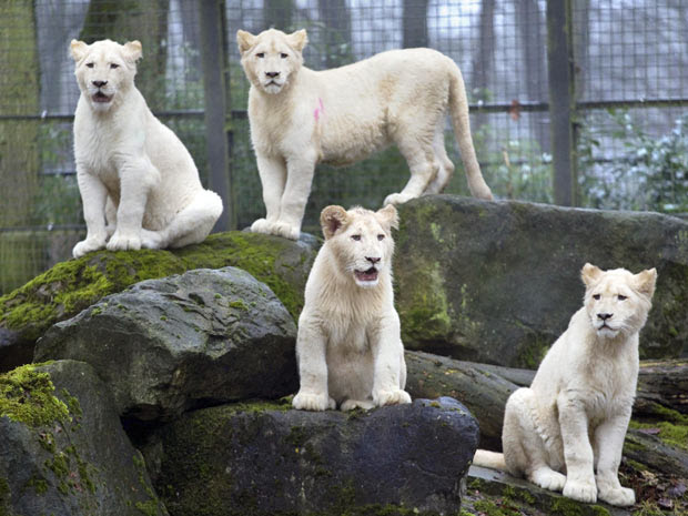 leões (Foto: Jerry Lampen/ Reuters)