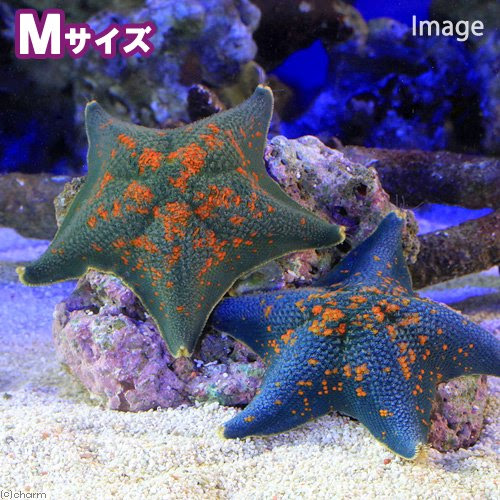 子供が海で捕まえたヒトデを 海水水槽で飼育してみる事にしました 松崎水槽日記