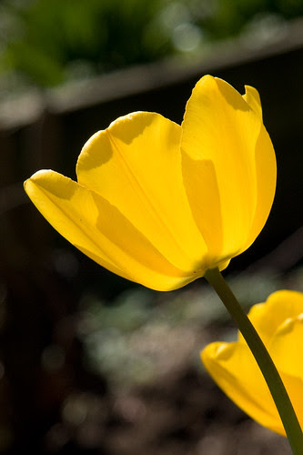 What a tulip!