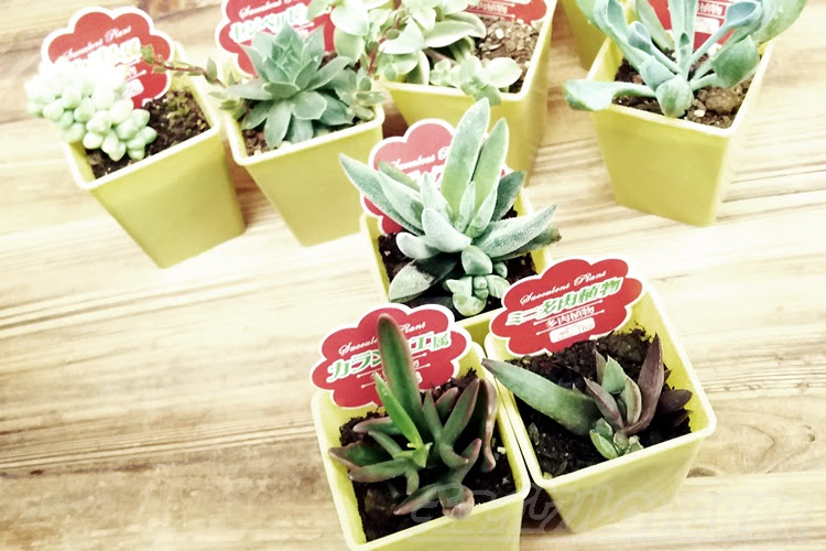 ダイソーで買える チョイ変わったミニ多肉植物 オススメ１０選 その中で 特に気になるタニク株はこの３つ