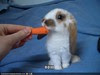 bunneh