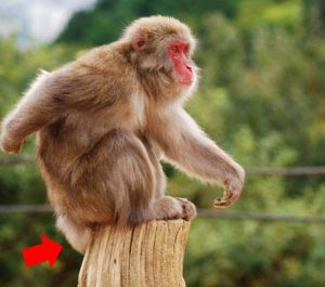 ニホンザルのしっぽが短い理由は なぜオナガザルの仲間なの 画像付 生物モラトリアム