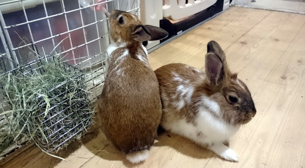 うさぎカフェ おひさま 下北沢 食と酒と本と街と