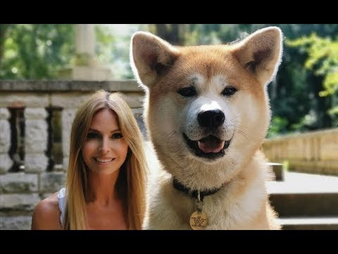 海外でも大人気 日本生まれの秋田犬の歴史や性格を紹介 異国の反応