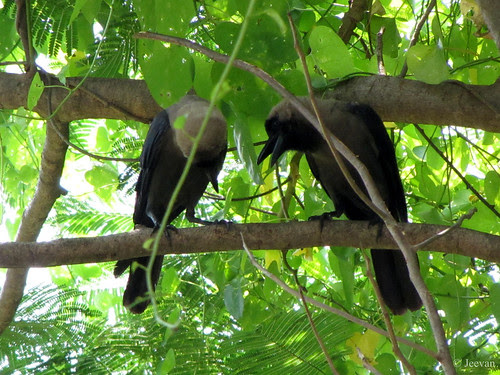 Crow discussion
