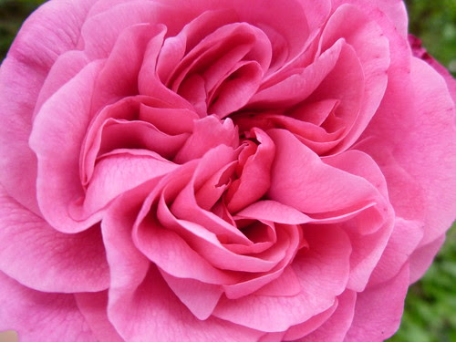 My favourite rose- I wish you could smell it !
