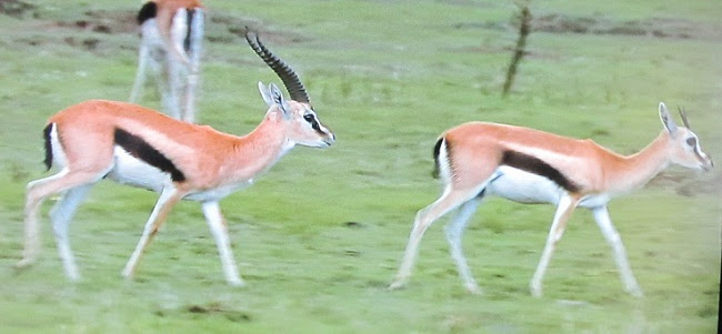 動物関連
