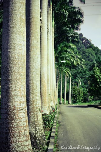 up hill palm