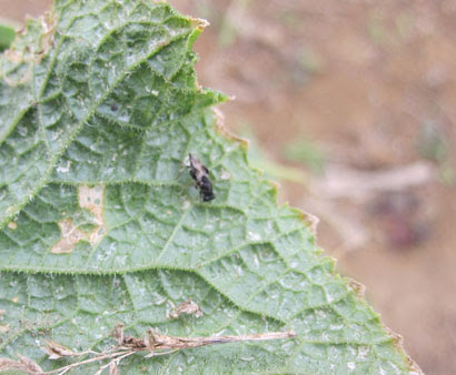 キュウリの病気と害虫 きゅうりはとても弱い植物です