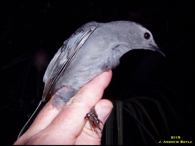 Gray Catbird