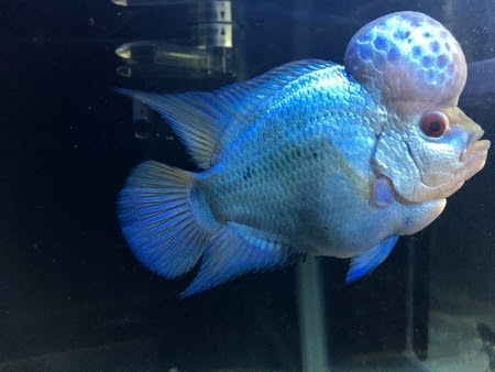 ビッグヘッドタイシルクフラワーホーンショートボディー Aqua P Bleed 飼育販売