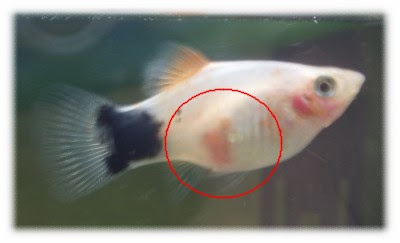 アクアリウム プラティの繁殖 気ままなにアクアリウム