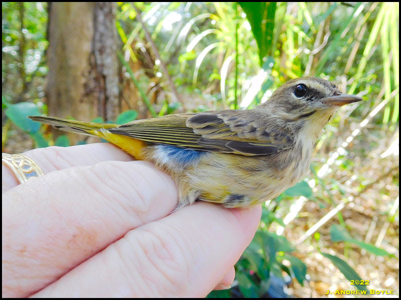 Western Palm Warbler Western Palm Warbler