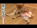 [最も共有された！ √] 犬 オムツ 女の子 サイズ 193232-犬 オムツ 女の子 サイズ
