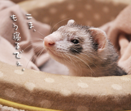 寝かしつけて フェレット日めくりカレンダー