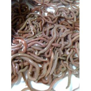 釣具つりえさ ｃｏｍショップブログ 活きエサ 本虫が大量入荷中