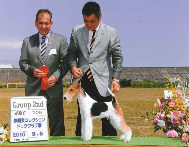 Wire Fox Terrier Clumber Up News