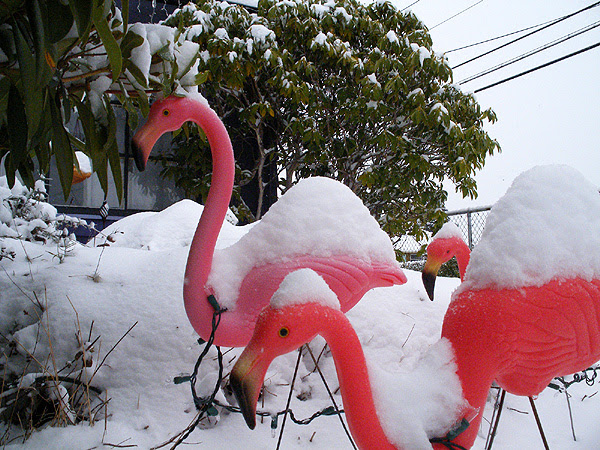 snowy flamingos