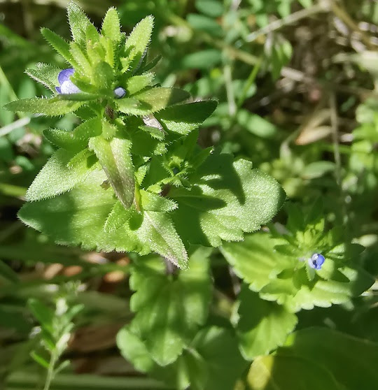 タチイヌフグリ２ 萌萌虫雑記帳