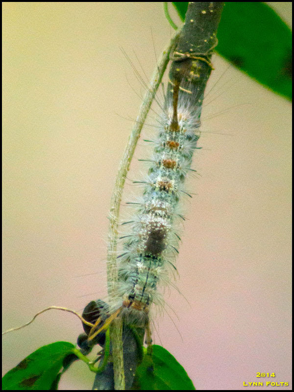 Caterpillar