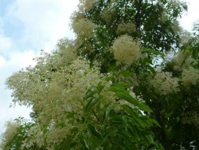 シマトネリコの花が咲かない理由 庭木の剪定専門サイト