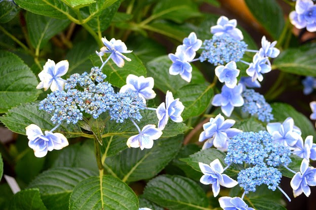 額紫陽花 金平糖 湘南 鎌倉 Mysky 花 紫陽花 写真共有サイト フォト蔵