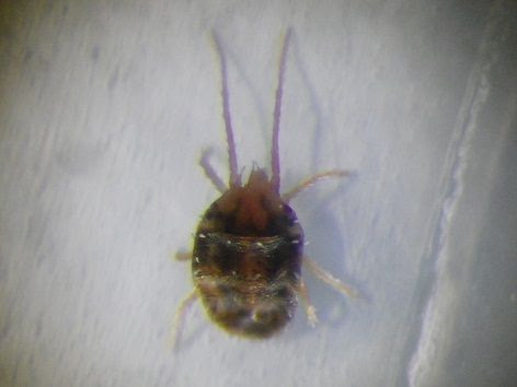 春に発生する小さなダニ 虫捕りたちのつぶやき
