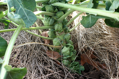 brussels sprouts 020