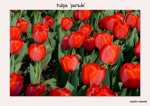 tulipa 'parade'