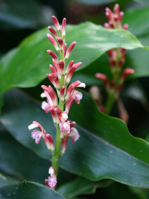 ハナミョウガ 花茗荷
