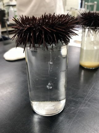 海辺の生物体験 ウニの発生の観察 １１月１８日 土 １９日 日