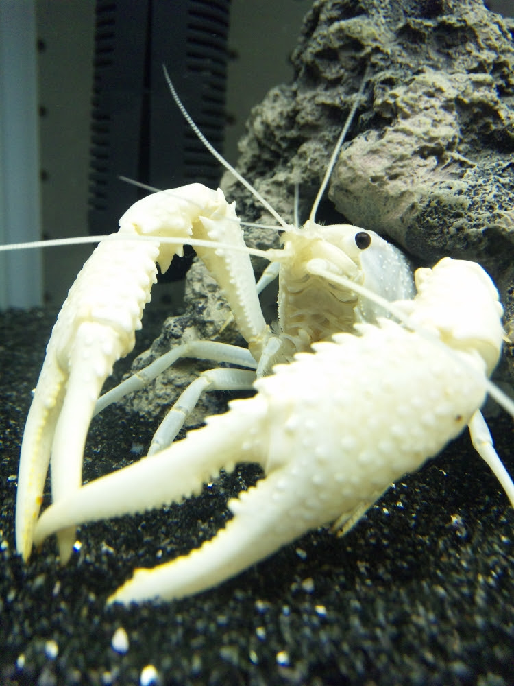 アメリカザリガニの正しい飼い方 Kohei Murakami Official Blog
