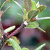 Azalea Bark Scale Treatment - What kind of bark does an azalea have?