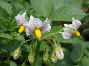 ナス科の野菜 塾長の徒然草