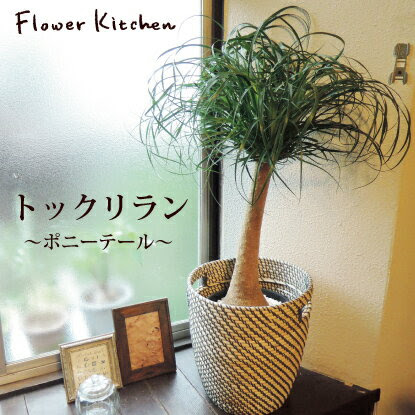 トックリラン ポニーテール 黒セラート鉢 Ikea 北欧カゴ 観葉植物 Ikea イケア 観葉 トックリラン ポニーテール ノリナ 育てやすい リュウゼツラン科 花鉢 鉢植え 誕生日 開店 引越し 祝 新築祝 インテリア 送料無料 楽ギフ 包装 05p23apr16のレビュー