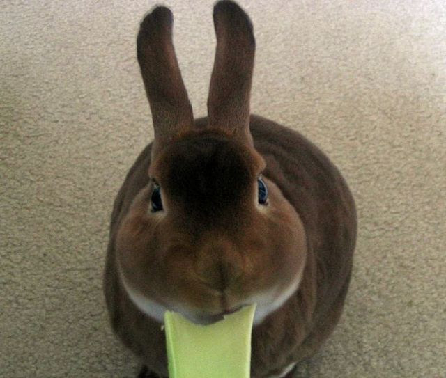 Rabits (48 photos)