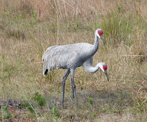 Sandhill Crane