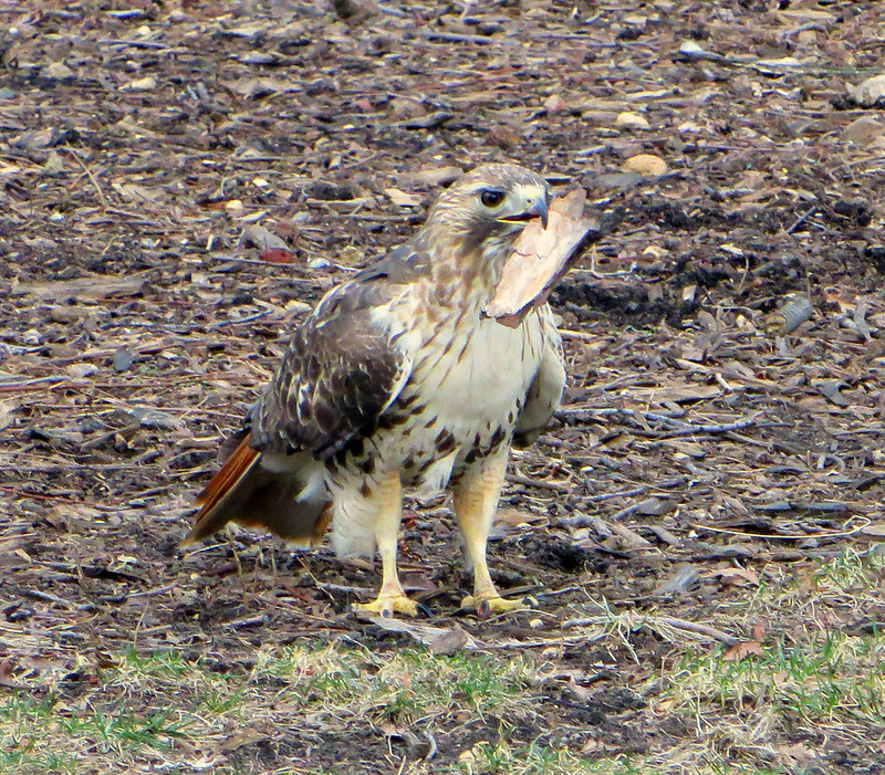 Red tail collecting bark in Tompkins Square