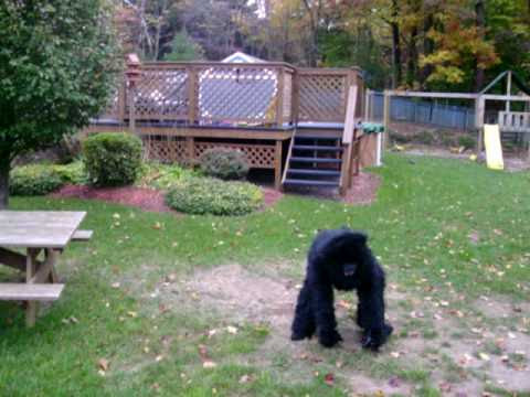 real bigfoot caught on tape